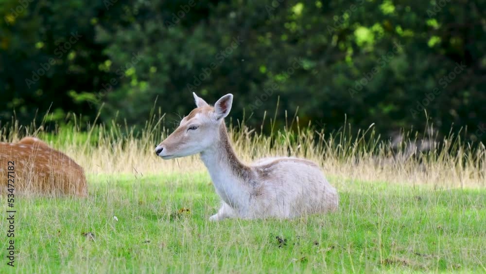 Fallow Deer Hind ( dama dama ) Laying Down Fallow Deer Hind ( dama dama ) Laying Down