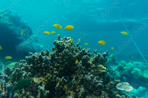 Fototapeta Naklejka Na Ścianę i Meble -  Underwater coral reef turquoise water sea life