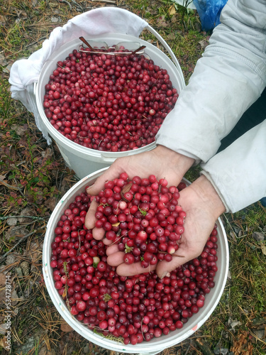 Hands with Cranberries