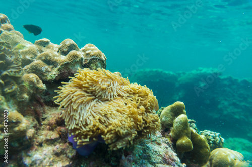 Underwater coral reef turquoise water sea life