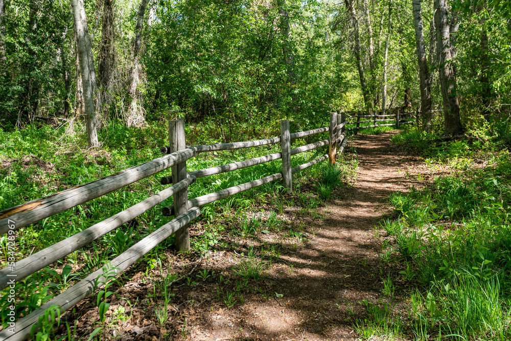 Footpath and fence in forest Footpath and fence in forest
