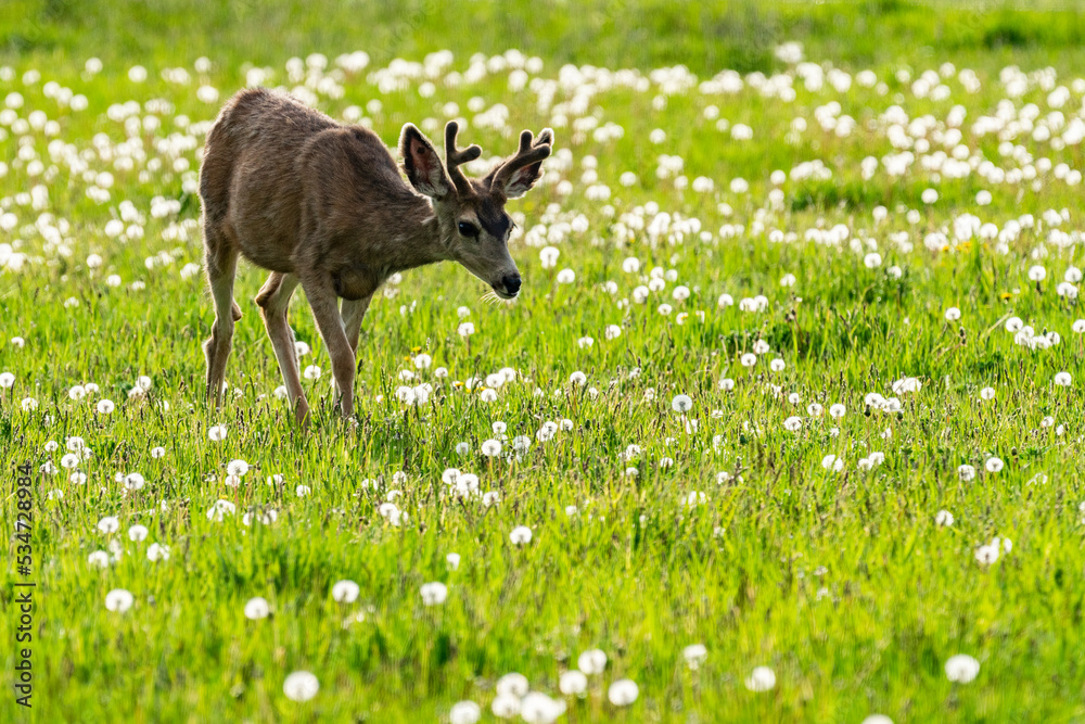 Usa, Idaho, Bellevue, Young deer in meadow near Sun Valley Usa, Idaho, Bellevue, Young deer in meadow near Sun Valley