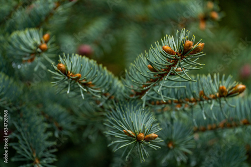 Close-up of pine branch photo