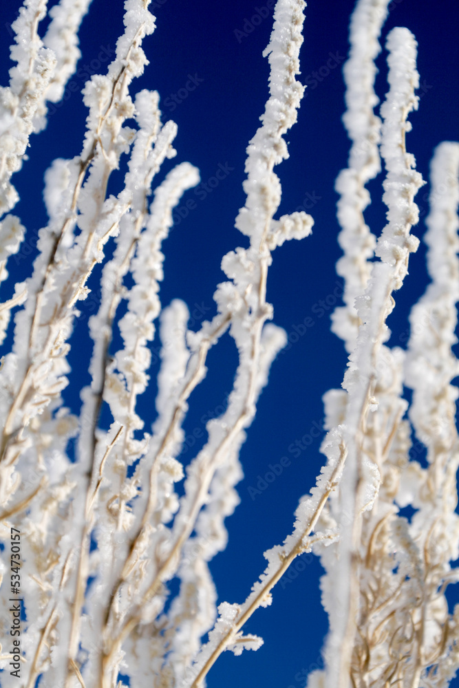 Morning frost on plant Morning frost on plant