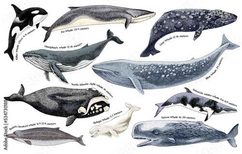 Valokuvatapetti Illustration of whales on a white background.
