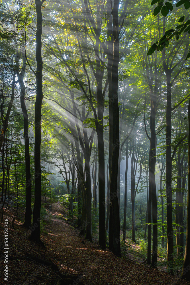 Naklejka premium Marburger Wald, Lichtstimmung Morgennebel
