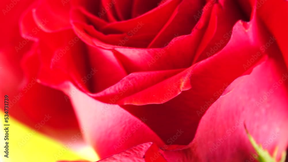 4K Beautiful pink red peony flowers bouquet background. Blooming peony or roses flowers rotating close-up. Wedding backdrop, Valentine's Day concept. Birthday bouquet, bunch. Blossom, flower closeup 4K Beautiful pink red peony flowers bouquet background. Blooming peony or roses flowers rotating close-up. Wedding backdrop, Valentine's Day concept. Birthday bouquet, bunch. Blossom, flower closeup