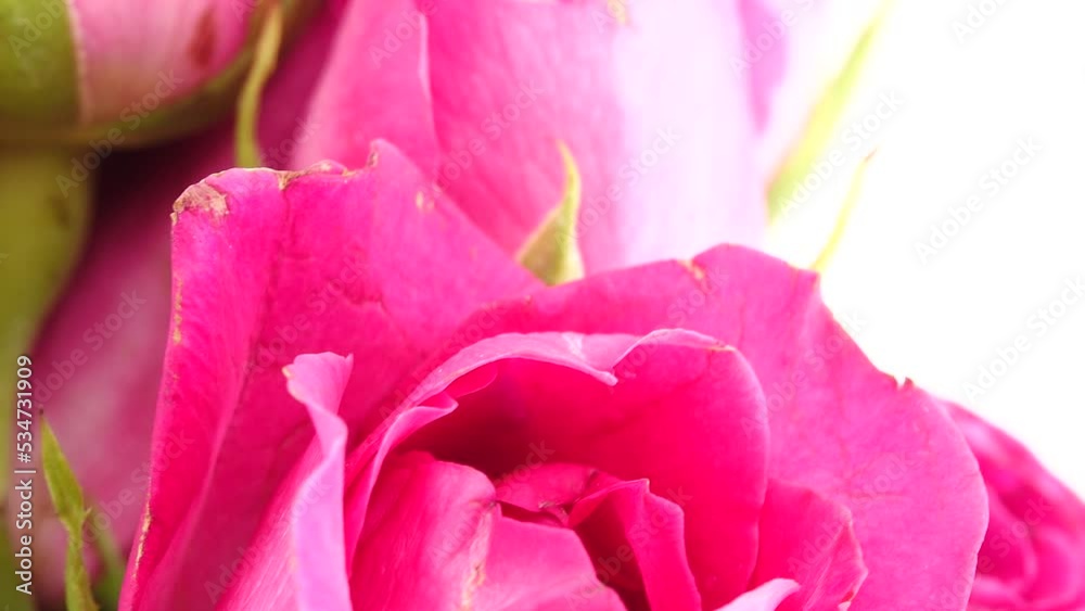 4K Beautiful pink red peony flowers bouquet background. Blooming peony or roses flowers rotating close-up. Wedding backdrop, Valentine's Day concept. Birthday bouquet, bunch. Blossom, flower closeup