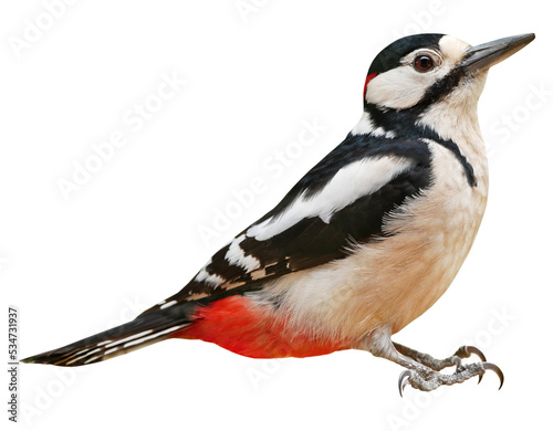 Male of Great Spotted Woodpecker (Dendrocopos major), PNG, isolated on transparent  background photo