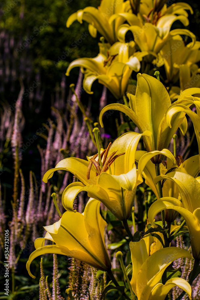 Obraz premium Rosarium Wilhelsmhaven