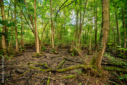 Bizarre Baumlandschaft am ausgetrockneten Rohsee im Frankfurter Stadtwald, der aus einem ehemaligen Altarm des Mains natürlich entstanden ist