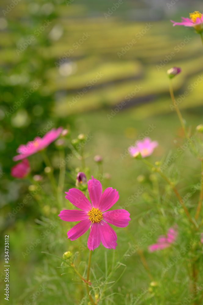 Obraz premium 棚田に咲き誇るコスモス 