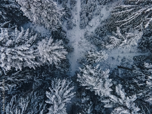 Top view of tall pine trees covered with snow. Snowy winter forest, aerial drone shot