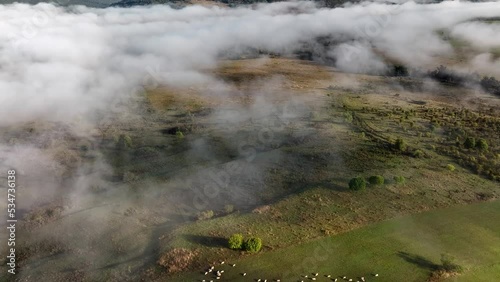Aerial landscape seen from above with mist aerial view flock of sheeps in autumn