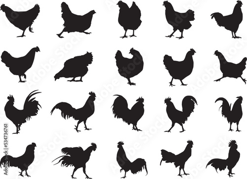 Chicken set hen and rooster silhouette