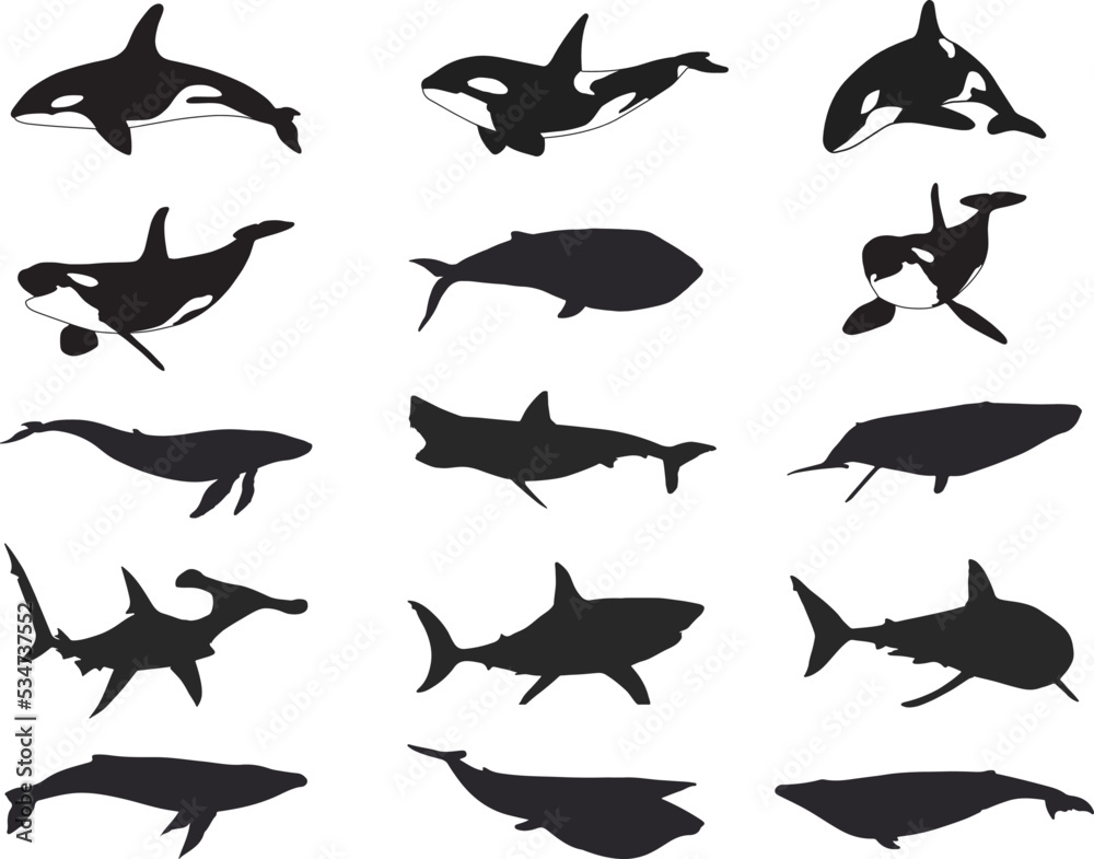 Fototapeta premium Shark and whale silhouette