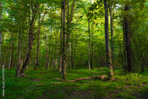 Fallen dry tree in the green forest