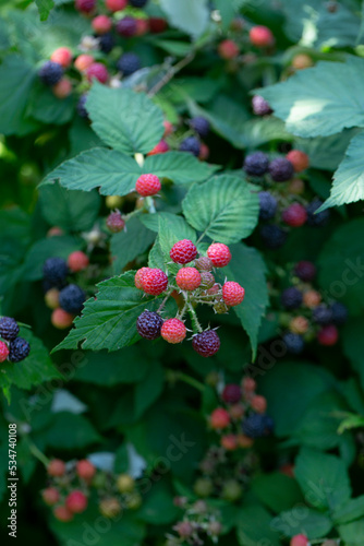 Fresh ripe blackberries, black raspberries are ready to be harvested.