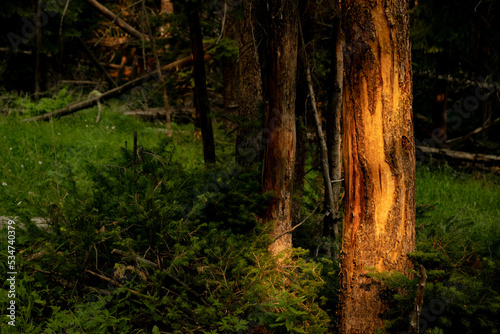 Morning Sun Highlights Rubbing Tree