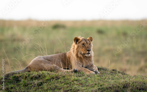 Portrait of a Lion