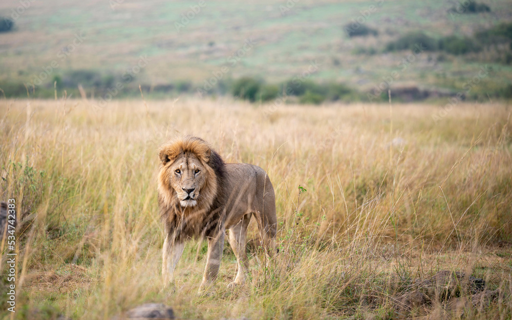 Portrait of a Lion Portrait of a Lion