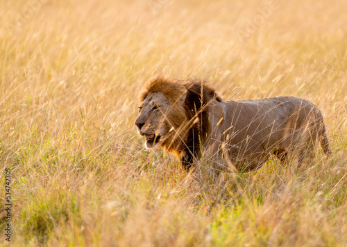 Portrait of a Lion