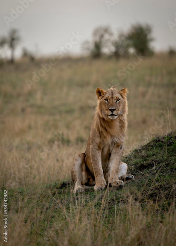 Portrait of a Lion