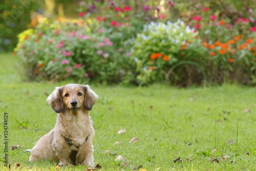 公園の犬