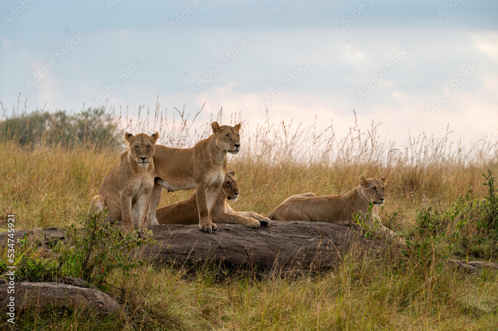 Naklejka premium Lioness
