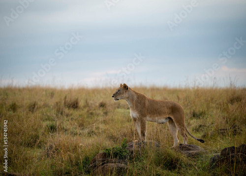 Lioness