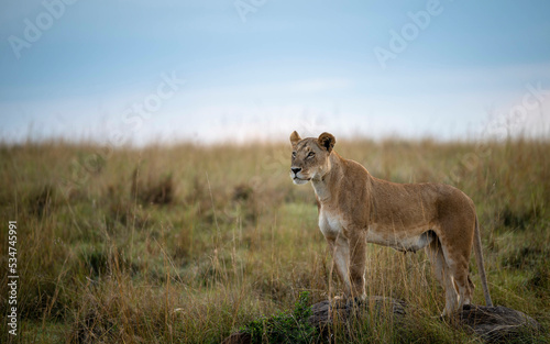 Lioness Fototapet