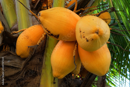yellow coconut on coconut tree with coconut leaf or coconut background