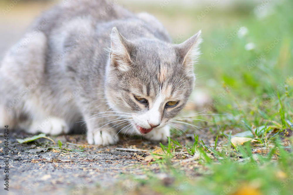 Gray striped cat walks on a leash on green grass outdoors.