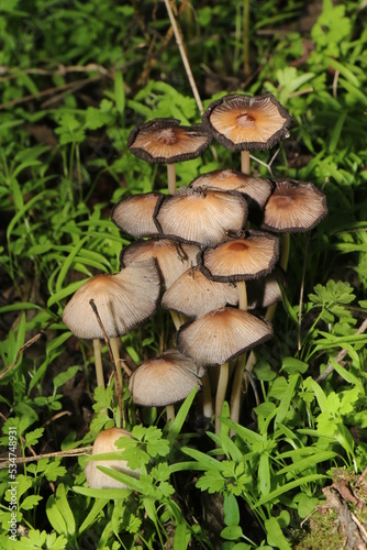 White-brown mushroom in autumn, forest grass and needles