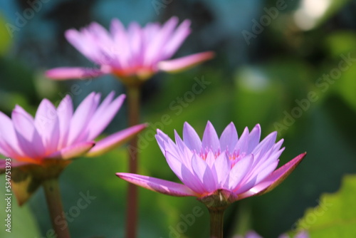 pink lotus flower