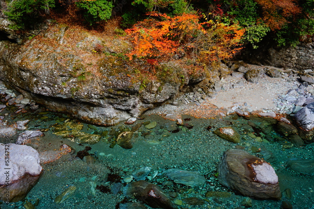 The clear stream of the Niyodo River with deep autumn foliage, Niyodogawa-cho, Agawa district, Kochi Prefecture, Japan