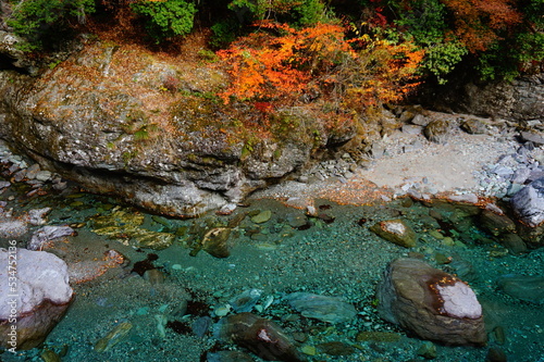 Fototapeta Naklejka Na Ścianę i Meble -  The clear stream of the Niyodo River with deep autumn foliage, Niyodogawa-cho, Agawa district, Kochi Prefecture, Japan