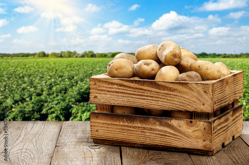 potatoes in wooden crate on table with green field © alter_photo
