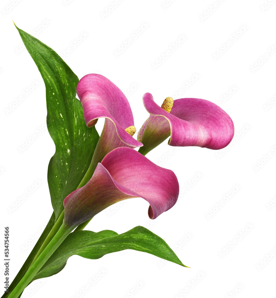 Fototapeta premium Pink flowers and green leaves of calla (Zantedeschia) in a bouquet isolated on white. Corner arrangement.