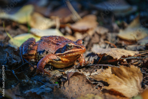 A large brown ground frog on a fallen leaf in the forest. Ukraine