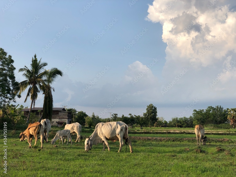 Fototapeta premium cow on a meadow