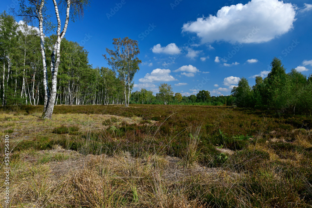 Obraz premium Heide in den Steimbker Kuhlen (Rodewalder Lichtenheide), Landkreis Nienburg, Niedersachsen