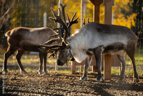 deer near santa claus house - Alaska (Fairbanks) photo