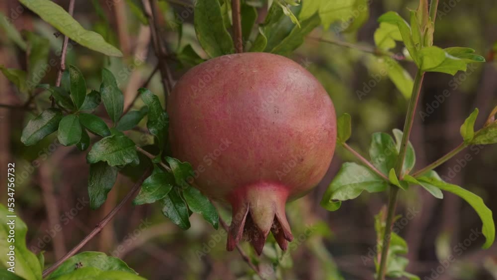 Ripe red pomegranate fruit growing on tree branch in garden Ripe red pomegranate fruit growing on tree branch in garden