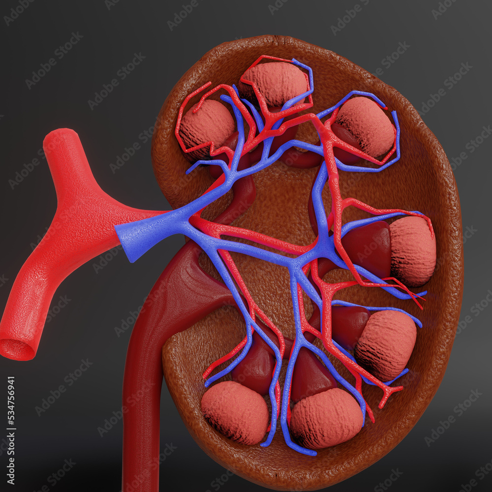 Naklejka premium a human kidney 3d rendering image