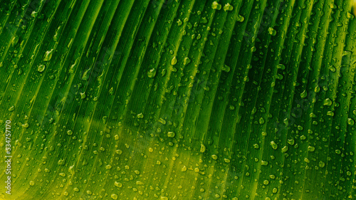 water drops on green banana leaf  purity nature background