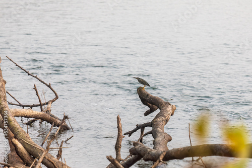 Great bittern (Botaurus stellaris) at Nameri NP, Assam
