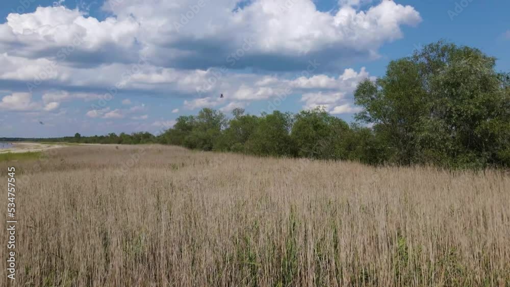 summer landscape, a field with grass and plants sways in the wind, blue sky with white clouds summer landscape, a field with grass and plants sways in the wind, blue sky with white clouds