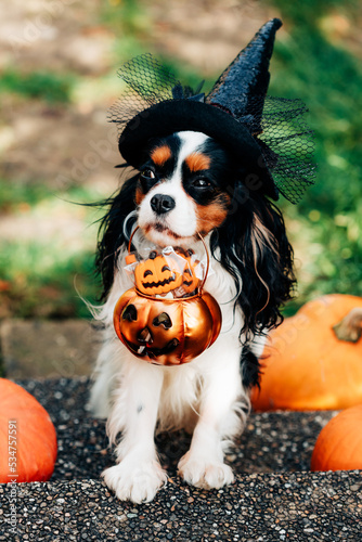 Colorful dog spaniel in witch hat holds basket for sweets