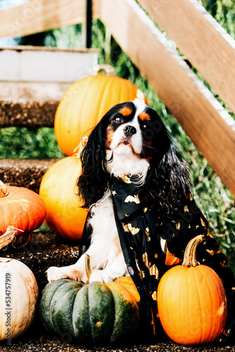 Dog spaniel in a black cloak sits on the stairs with pumpkins